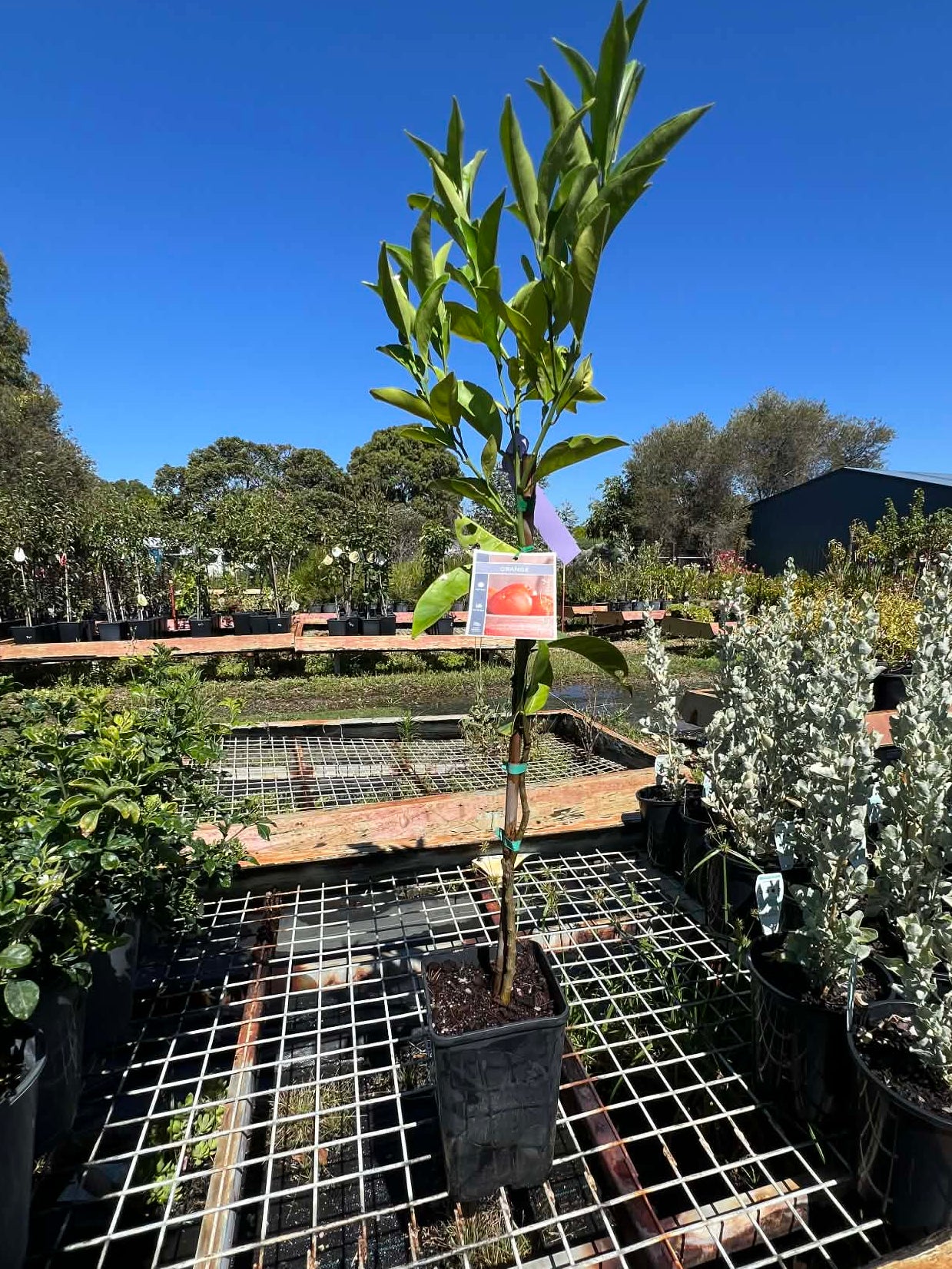 Orange Fisher Variety